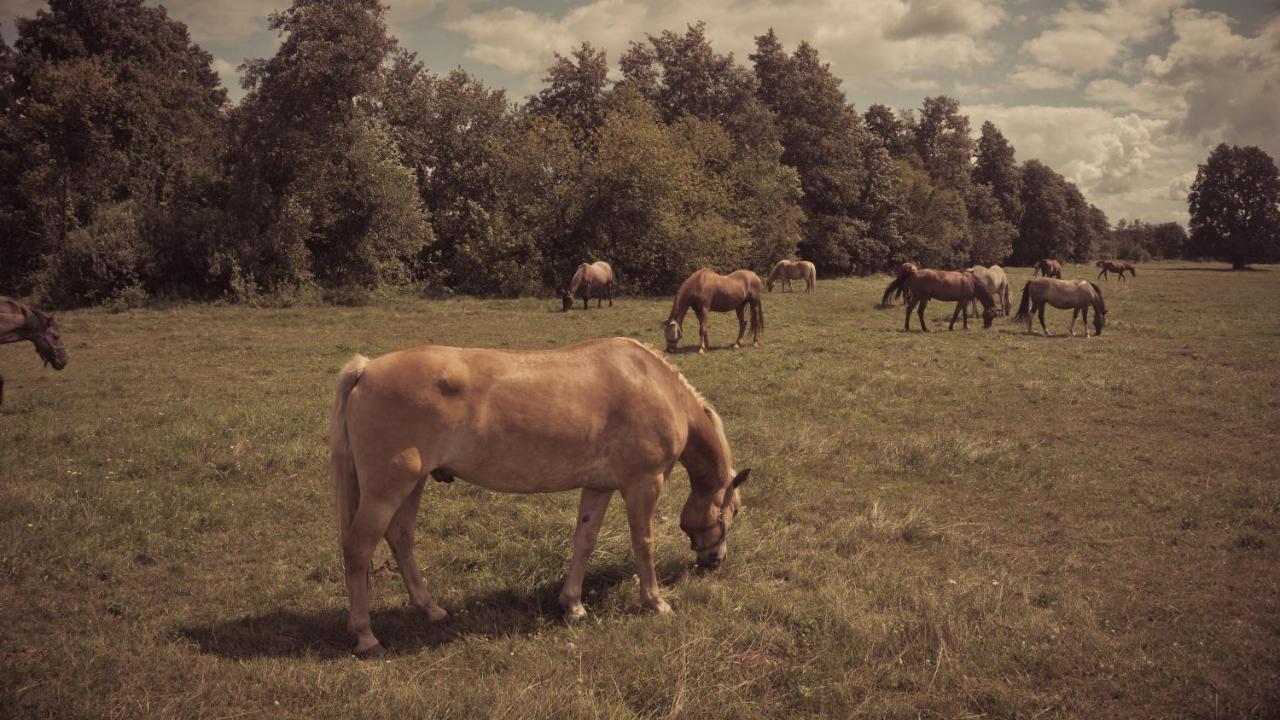 Masuria Warsaw Villa Skrzeszew ภายนอก รูปภาพ